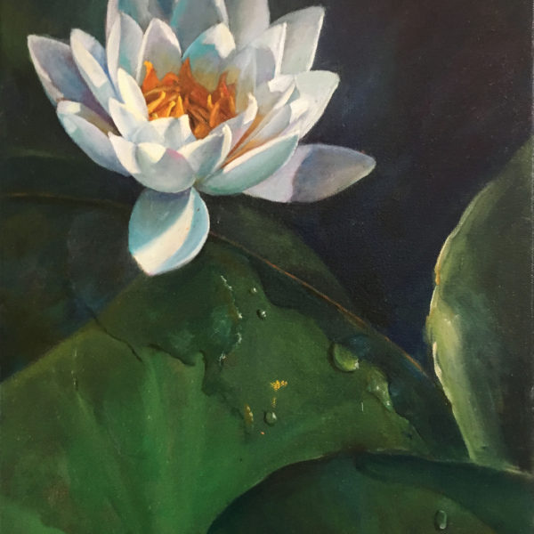 ip What's Up Waterlily $600