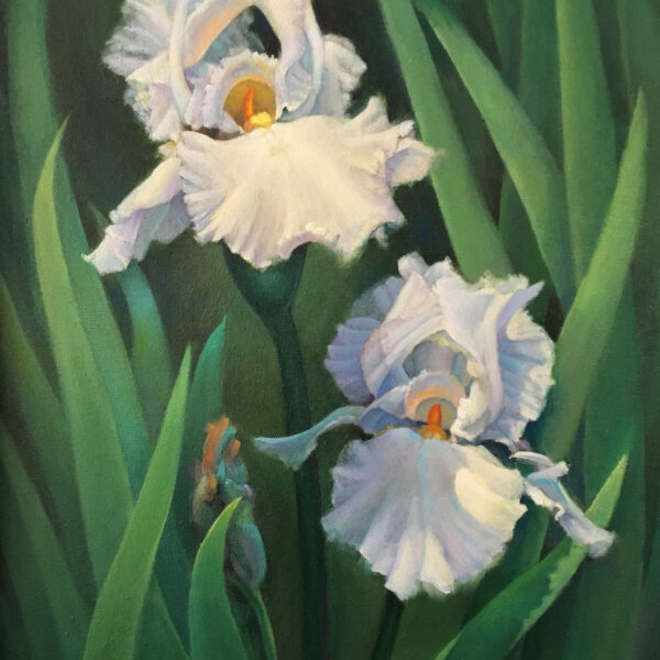 Operatic Iris Operatic Iris