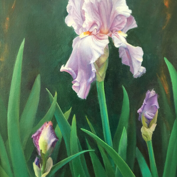 Purple Iris